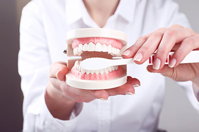 A person holding a model of human teeth with a dental tool, against a blurred background.